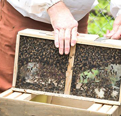bees