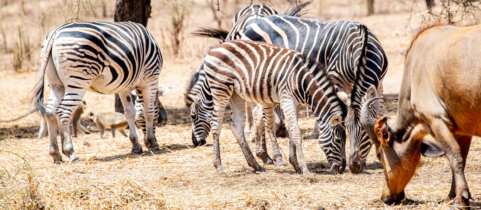Group of zebras grazing alongside an antelope in a dry, grassy savanna at Bandia Reserve in Senegal, with a few small monkeys visible in the background.